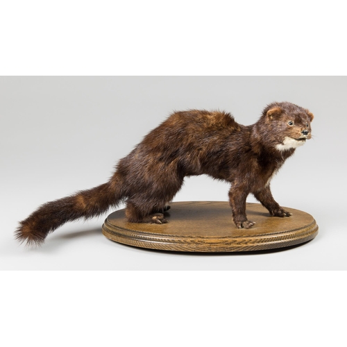 232 - A 20TH CENTURY TAXIDERMY EUROPEAN MINK UPON AN OAK BASE (MUSTELA LUTREOLA).
(w 44cm)