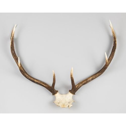 233 - A MID 20TH CENTURY SET OF RED DEER STAG ANTLERS AND UPPER SKULL (CERVUS ELAPHUS).
(h 66cm x w 66cm x... 