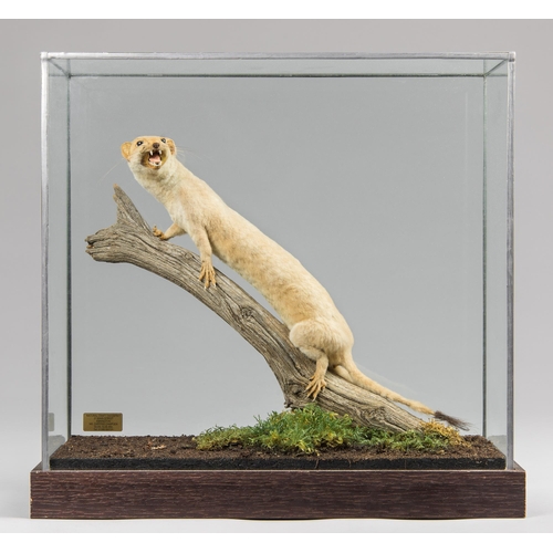 234 - A LATE 20TH CENTURY TAXIDERMY FERRET IN A GLAZED CASE WITH A NATURALISTIC SETTING (MUSTELA PUTORIUS ... 