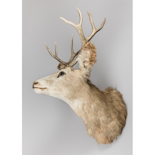 235 - A LATE 20TH CENTURY TAXIDERMY MULE DEER SHOULDER MOUNT (ODOCOILEUS HEMIONUS).
(h 78cm x w 50cm x d 5... 