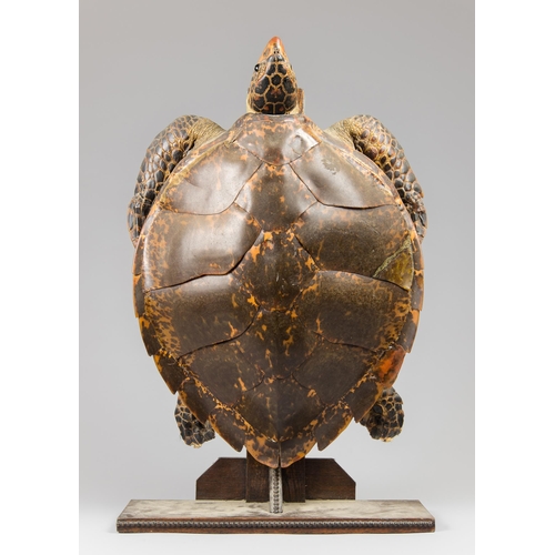 256 - AN EARLY 20TH CENTURY TAXIDERMY HAWKSBILL SEA TURTLE UPON A LATER STAND (ERETMOCHELYS IMBRICATA).
(h... 