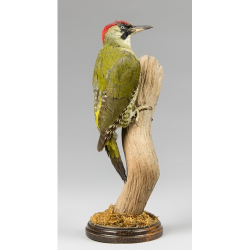 257 - A 20TH TAXIDERMY EUROPEAN GREEN WOODPECKER UPON A NATURALISTIC BASE (PICUS VIRIDIS).
(h 37cm)