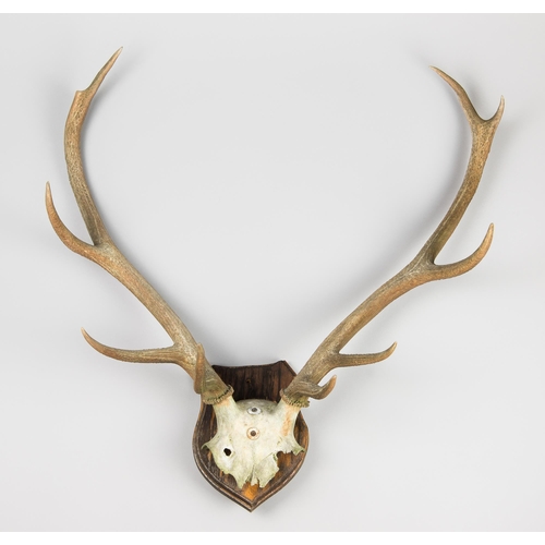 258 - A LATE 20TH CENTURY SET OF EUROPEAN RED DEER ANTLERS WITH UPPER SKULL UPON A HARDWOOD SHIELD (CERVUS... 