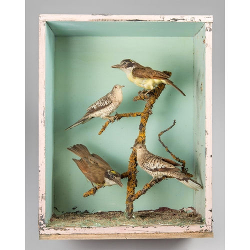 259 - AN EARLY 20TH CENTURY TAXIDERMY DIORAMA OF BIRDS.
Open case (no glass).
(h 53cm x w 41cm x d 23cm)