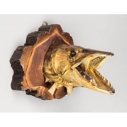 260 - A LATE 20TH CENTURY TAXIDERMY PIKE HEAD UPON A WOODEN WALL PLAQUE (ESOX LUCIUS).
(d 29cm)