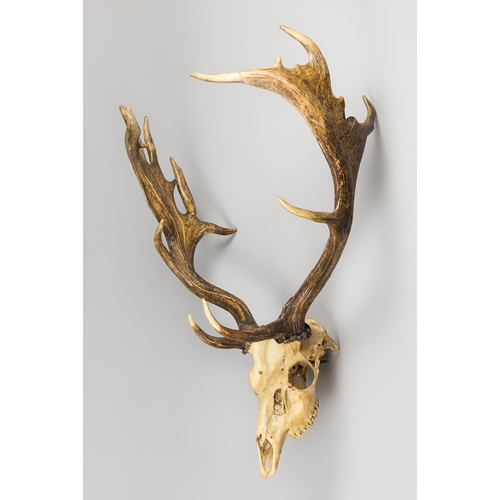 273 - A LATE 19TH/EARLY 20TH CENTURY SET OF EUROPEAN FALLOW DEER ANTLERS AND SKULL (DAMA DAMA).
(h 74cm x ... 