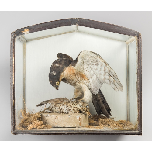 279 - A LATE 19TH CENTURY TAXIDERMY MALE EURASIAN SPARROWHAWK IN AN UNUSUAL FIVE SIDED GLAZED CASE WITH A ... 