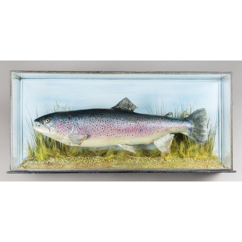 284 - A LATE 20TH CENTURY TAXIDERMY RAINBOW TROUT IN A GLAZED CASE WITH A NATURALISTIC SETTING (ONCORHYNCH... 