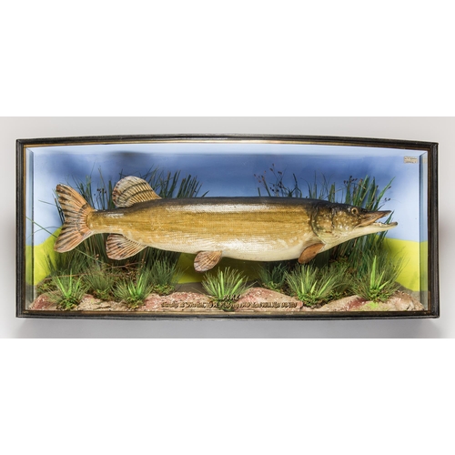 286 - A RARE EARLY 20TH CENTURY TAXIDERMY PIKE IN A BOW FRONT GLASS CASE, CAUGHT AND MOUNTED BY W.F.HOMER,... 