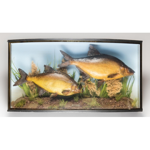 291 - AN LARGE EARLY 20TH CENTURY TAXIDERMY BOW FRONT GLASS CASE OF BREAM (ABRAMIS BRAMA).
(h 40cm x w 63c... 