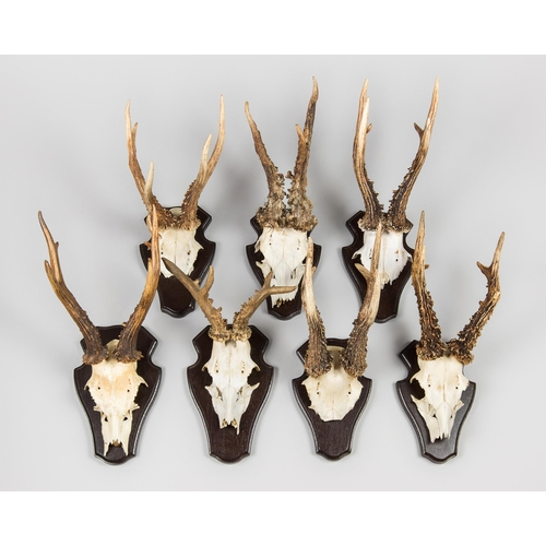 293 - A GROUP OF SEVEN LARGE ROEBUCK ANTLERS WITH UPPER SKULLS ON OAK SHIELDS (CAPREOLUS CAPREOLUS).
Large... 