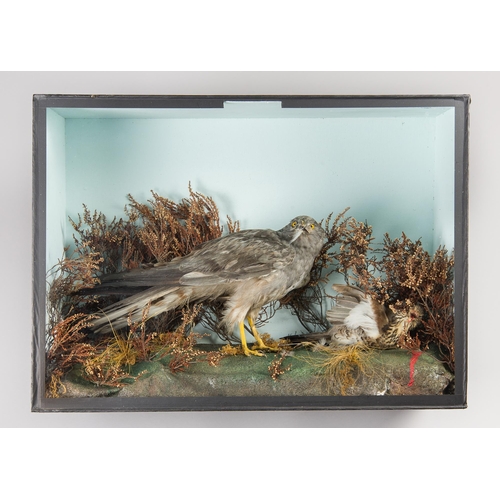 294 - A LATE 19TH CENTURY TAXIDERMY MONTAGU’S HARRIER WITH PREY IN A GLAZED CASE WITH A NATURALIST SETTING... 