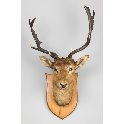 295 - AN EARLY 20TH CENTURY TAXIDERMY FALLOW DEER HEAD UPON OAK SHIELD (DAMA DAMA).
Taxidermist trade labe... 