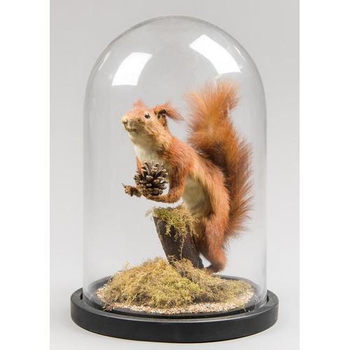 304 - A TAXIDERMY RED SQUIRREL UNDER A GLASS DOME WITH A NATURALISTIC SETTING (SCIURUS VULGARIS).
(h 41cm ... 