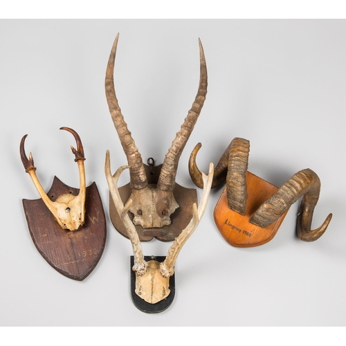 308 - A COLLECTION OF LATE 19TH/MID 20TH CENTURY MOUNTED SKULLS AND HORNS.
Largest (44cm)