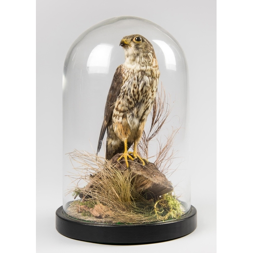 309 - W. HOPE OF EDINBURGH, A LATE 19TH CENTURY TAXIDERMY MALE MERLIN UNDER LATER GLASS DOME (FALCO COLUMB... 