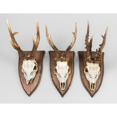 318 - A GROUP OF LARGE ROEBUCK ANTLERS WITH UPPER SKULLS ON OAK SHIELDS (CAPREOLUS CAPREOLUS).
Largest (44... 