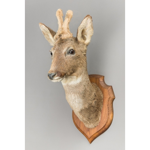 320 - A TAXIDERMY ROEBUCK HEAD UPON A WOODEN SHIELD (CAPREOLUS CAPREOLUS).
(h 56cm x d 37cm)