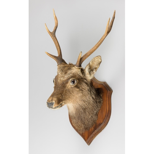 334 - AN EARLY 20TH CENTURY TAXIDERMY RED DEER STAG HEAD UPON WOODEN SHIELD (CERVUS ELAPHUS).
(h 72cm x w ... 