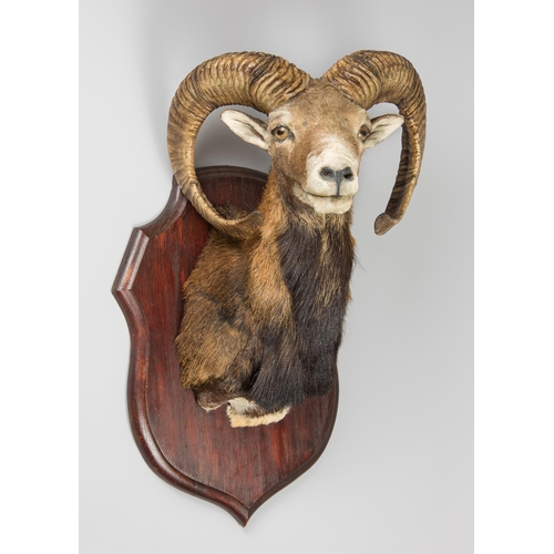 335 - A LATE 20TH CENTURY TAXIDERMY MOUFLON SHOULDER MOUNT (OVIS GMELINI).
(h 78cm x w 41cm x d 44cm)