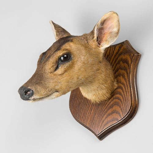 336 - A LATE 20TH CENTURY TAXIDERMY JUVENILE MUNTJAC HEAD (MUNTIACUS).
(h 24cm x w 16cm x d 22cm)