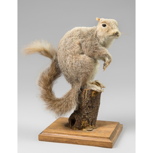 337 - A LATE 20TH CENTURY TAXIDERMY GREY SQUIRREL UPON A NATURALISTIC CASE (SCIURUS CAROLINENSIS).
(h 29cm... 