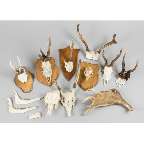 338 - A GROUP OF NATURAL HISTORY SPECIMENS INCLUDING DEFORMED ANTLERS. 
Largest (43cm)