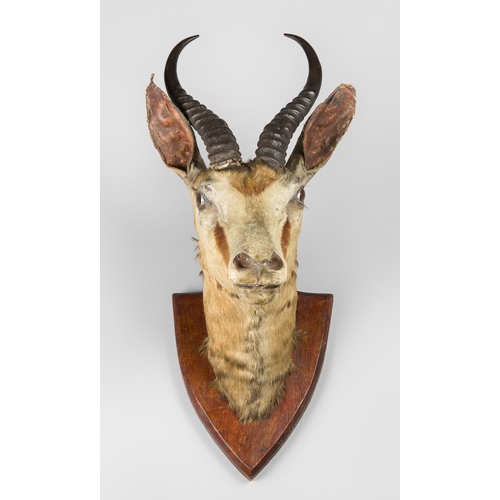 339 - A LATE 19TH/EARLY 20TH CENTURY TAXIDERMY SPRINGBOK HEAD UPON OAK SHIELD (ANTIDORCAS MARSUPIALIS)