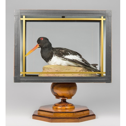 394 - A LATE 20TH CENTURY CASED TAXIDERMY EURASIAN OYSTERCATCHER (HAEMATOPUS OSTRALEGUS).

Condition repor... 