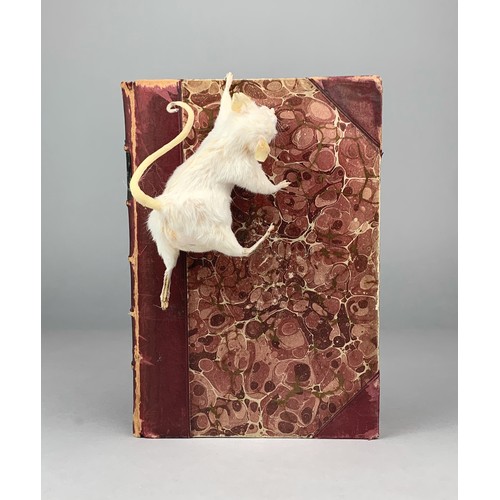 372 - A WHIMSICAL TAXIDERMY HANGING MOUSE.

Modern. (h 12cm) Book not included.