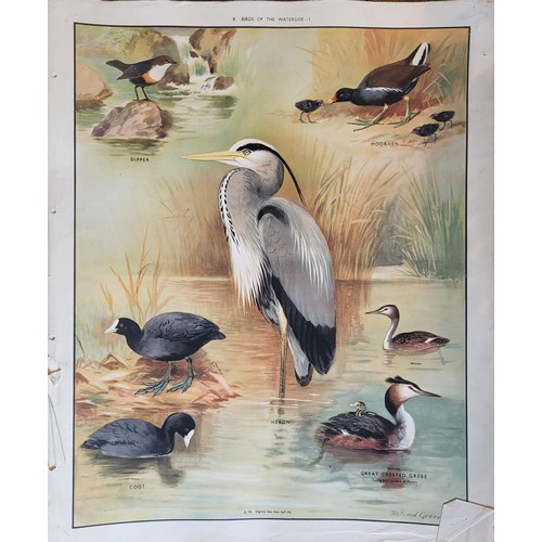 415A - MACMILLAN'S NATURE CLASS PICTURES, EARLY 20TH CENTURY FOLIO OF 56 COLOURED PLATES
Containing British... 