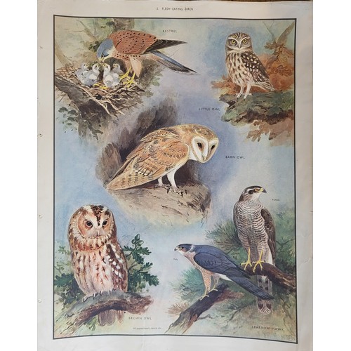 415A - MACMILLAN'S NATURE CLASS PICTURES, EARLY 20TH CENTURY FOLIO OF 56 COLOURED PLATES
Containing British... 