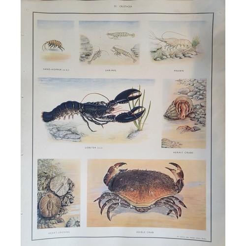 415A - MACMILLAN'S NATURE CLASS PICTURES, EARLY 20TH CENTURY FOLIO OF 56 COLOURED PLATES
Containing British... 