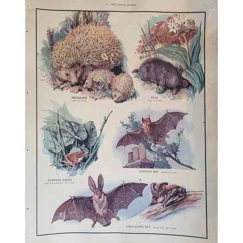 415A - MACMILLAN'S NATURE CLASS PICTURES, EARLY 20TH CENTURY FOLIO OF 56 COLOURED PLATES
Containing British... 