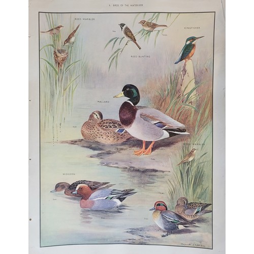 415A - MACMILLAN'S NATURE CLASS PICTURES, EARLY 20TH CENTURY FOLIO OF 56 COLOURED PLATES
Containing British... 