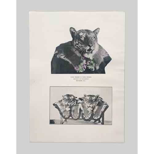 379A - VAN INGEN OF MYSORE TAXIDERMY PROMOTIONAL MATERIAL.

A printed sheet containing photographic print i... 