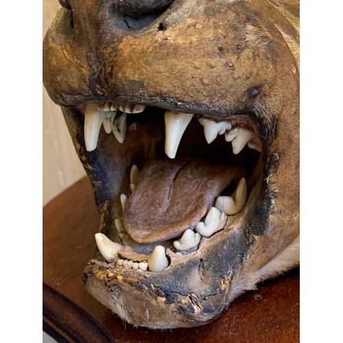 306 - ROWLAND WARD, A LATE 19TH/EARLY 20TH CENTURY TAXIDERMY CHEETAH HEAD UPON OAK SHIELD (ACINONYX JUBATU... 