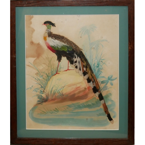 323 - A 19TH CENTURY WATERCOLOUR AND FEATHER BIRD STUDY
Exotic bird with colourful tail feathers within a ... 