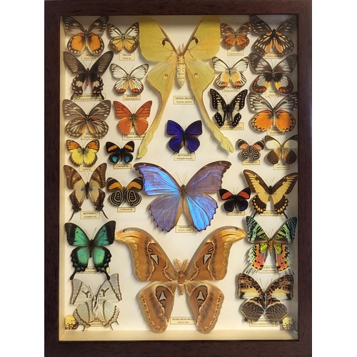 248 - A FRAMED COLLECTION OF TAXIDERMY BUTTERFLIES
To include Moon moth, Morphology and Snake head moth, i... 