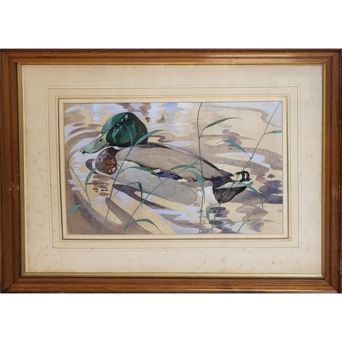 11 - RALSTON GUDGEON, 1910 - 1984, SCOTTISH SCHOOL, AN EARLY 20TH CENTURY WATERCOLOUR
Mallard duck in nat... 