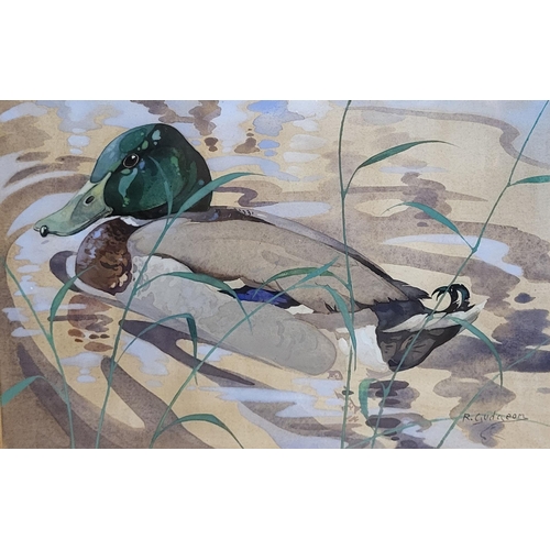 11 - RALSTON GUDGEON, 1910 - 1984, SCOTTISH SCHOOL, AN EARLY 20TH CENTURY WATERCOLOUR
Mallard duck in nat... 