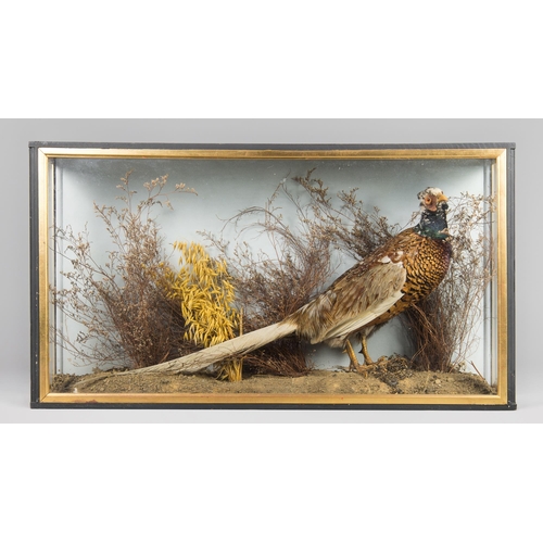 571 - A 20TH CENTURY TAXIDERMY RING-NECKED PHEASANT IN A GLAZED CASE WITH A NATURALISTIC SETTING (PHASIANU... 