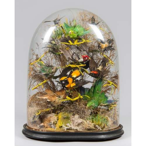 573 - A LARGE LATE 19TH CENTURY TAXIDERMY DISPLAY OF EXOTIC BIRDS UNDER A GLASS DOME. 
(h 53cm)