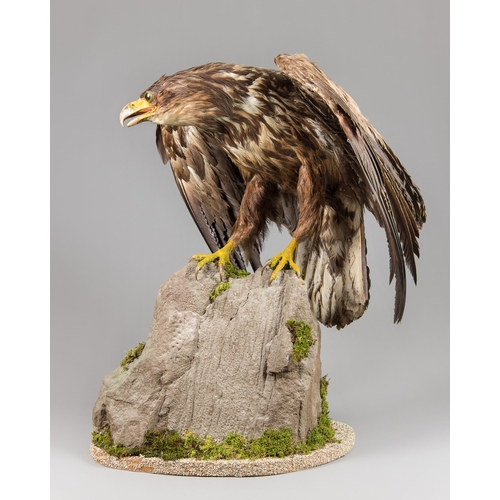 574 - A LATE 19TH/EARLY 20TH CENTURY TAXIDERMY JUVENILE WHITE-TAILED SEA EAGLE, REMOUNTED TO A MODERN NATU... 