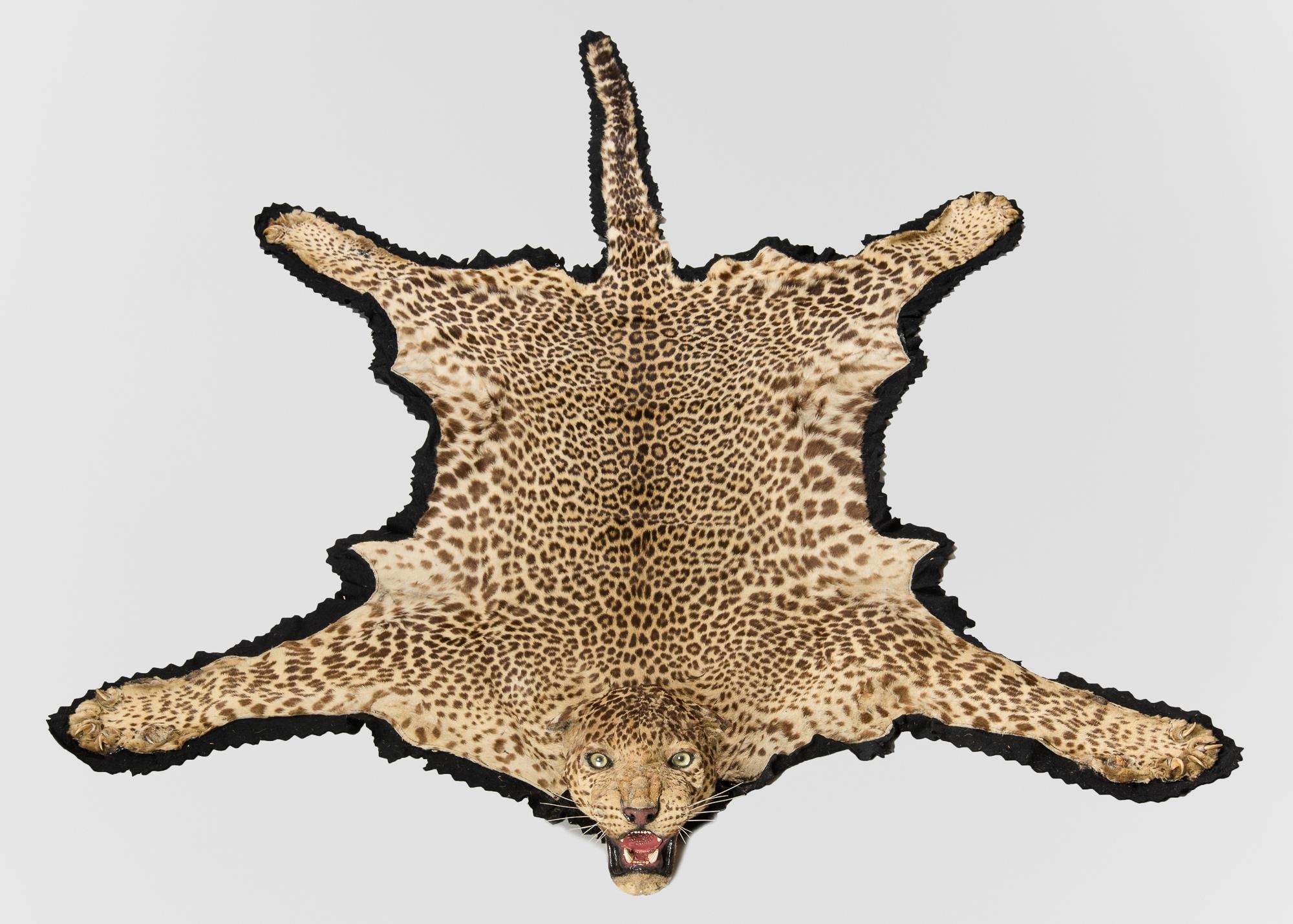 VAN INGEN OF MYSORE, AN EARLY 20TH CENTURY TAXIDERMY INDIAN LEOPARD ...