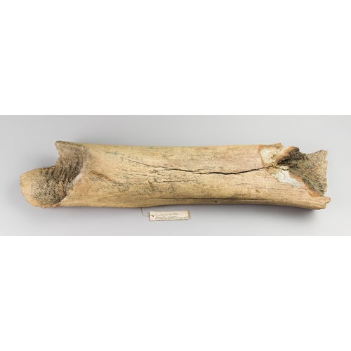 635 - A WOOLLY MAMMOTH FOSSIL ULNA BONE (MAMMUTHUS PRIMIGENIUS).
Harrison Zoological Museum data label No.... 