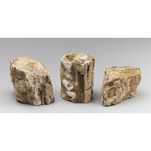 638 - A GROUP OF THREE PETRIFIED FOSSIL WOOD STUMPS, MADAGASCAR.
Approximately 220 million years old. (h 1... 