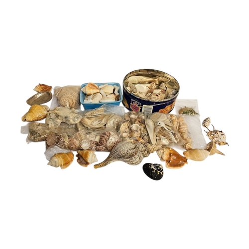 274 - A COLLECTION OF ASSORTED SHELLS, to include small conch shells Strombus Lattisimus.
Largest shell 17... 