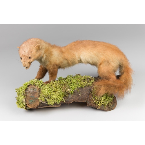 486 - A LATE 20TH CENTURY TAXIDERMY PINE MARTEN UPON A NATURALISTIC BASE (MARTES MARTES). (w 49cm)