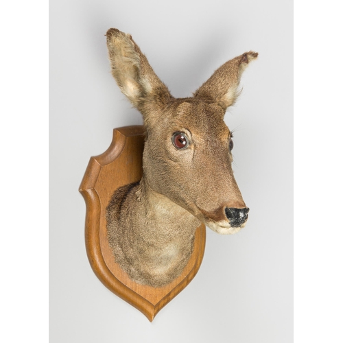487 - A TAXIDERMY ROE DEER HEAD UPON A WOODEN SHIELD (CAPREOLUS CAPREOLUS). (h 43cm)